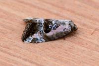 Elaphria venustula