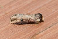 Axylia putris