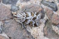 Scoparia pyralella