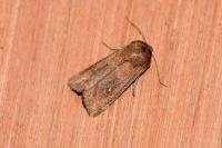 Mythimna albipuncta