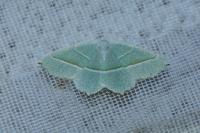 Campaea margaritaria