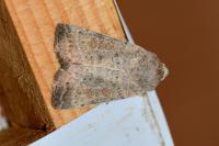 Hoplodrina octogenaria/alsinides
