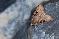 Xestia triangulum