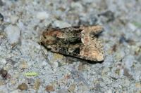 Oligia strigilis/versicolor