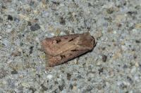 Agrotis exclamationis exclamationis