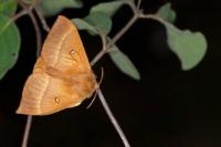 Lasiocampa quercus quercus