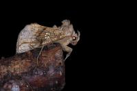 Polychrysia moneta