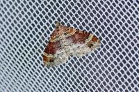 Xanthorhoe spadicearia/ferrugata