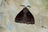 Dendrolimus pini pini