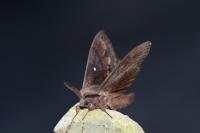 Dendrolimus pini pini