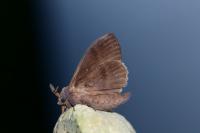 Dendrolimus pini pini