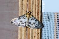 Anania hortulata