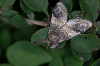 Notodonta tritophus