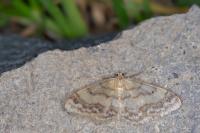 Idaea biselata