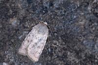 Hoplodrina respersa