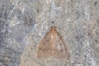 Nudaria mundana