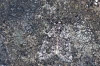Bryophila galathea