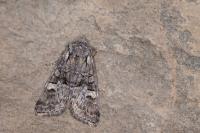 Brachylomia viminalis