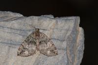 Hydriomena furcata