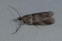 Acrobasis consociella