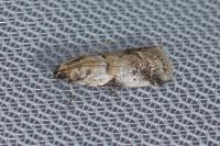 Acrobasis glaucella/fallouella