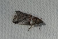 Acrobasis legatea