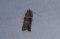 Acrobasis tumidana