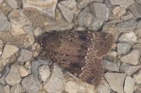 Amphipyra pyramidea