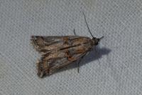 Asalebria florella