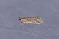 Asalebria florella