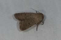 Caradrina aspersa