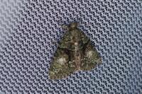 Cryphia algae