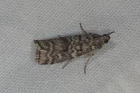 Dioryctria simplicella