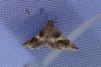 Dysgonia algira