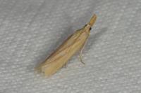 Hypsotropa gallohispanicella