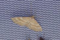 Idaea circuitaria