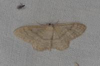 Idaea deversaria