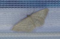 Idaea subsericeata