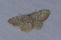 Idaea typicata