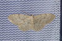Idaea typicata