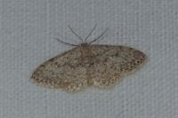 Idaea typicata