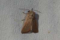 Mythimna sicula