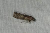 Phycita roborella