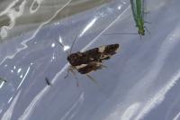 Tyta luctuosa