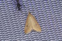Udea ferrugalis