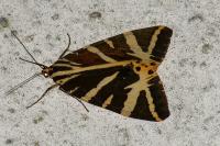 Euplagia quadripunctaria