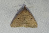 Zanclognatha zelleralis
