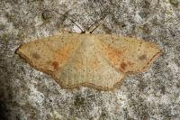 Cyclophora punctaria