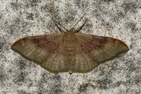 Idaea degeneraria