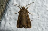Lacanobia suasa